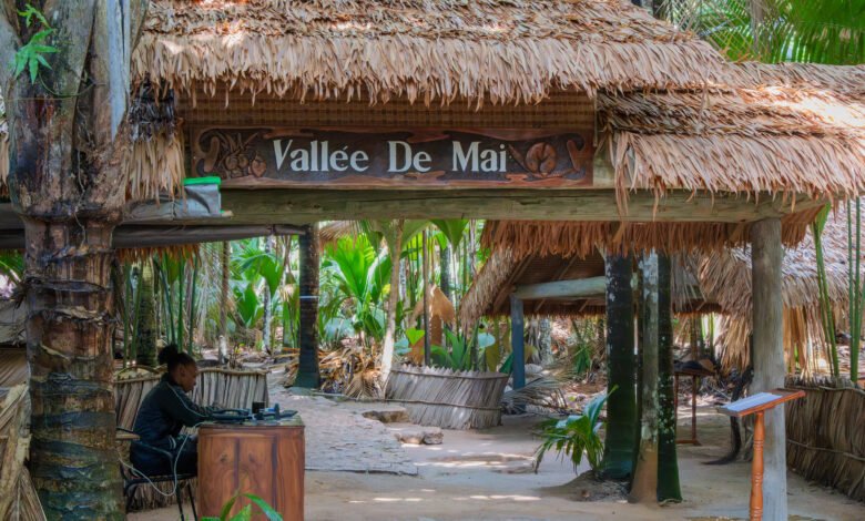 Coco de mer palms inside Vallée de Mai National Park on Praslin island, Seychelles