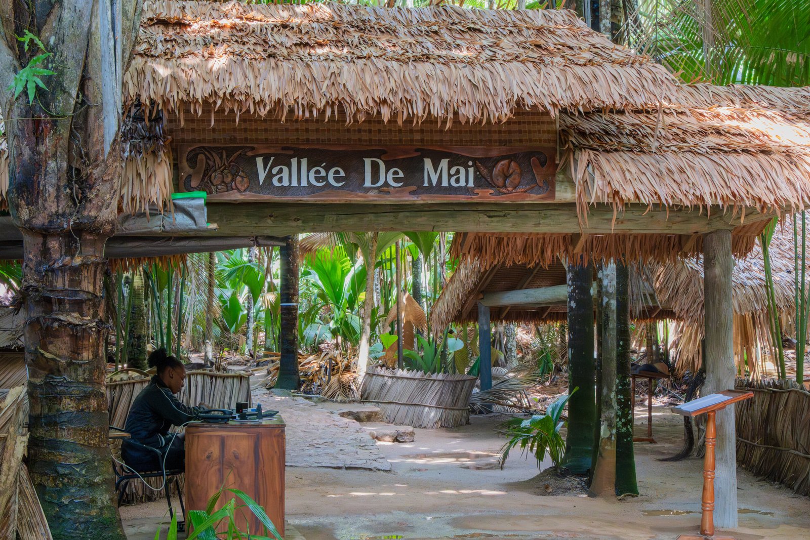Coco de mer palms inside Vallée de Mai National Park on Praslin island, Seychelles