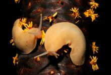 Filicaulis seychellensis