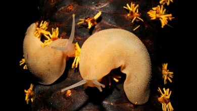 Filicaulis seychellensis