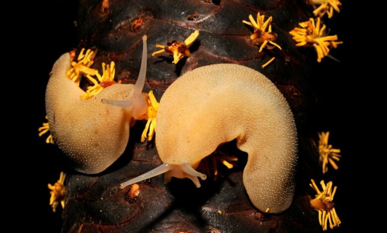 Filicaulis seychellensis