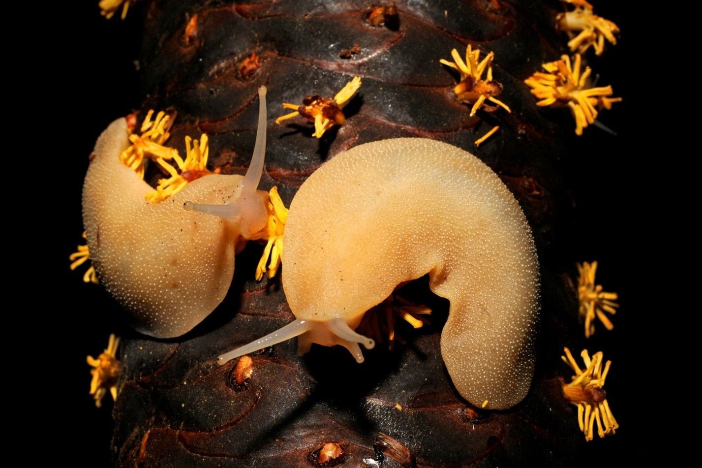 Filicaulis seychellensis