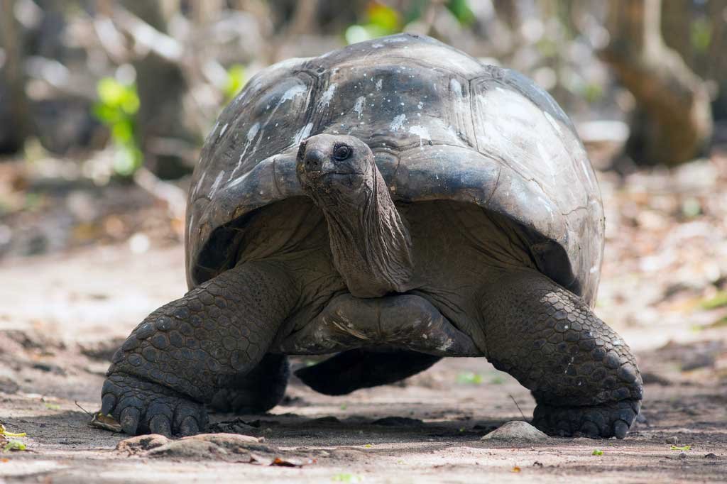 tortoise